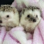 L’orientation et la zoothérapie