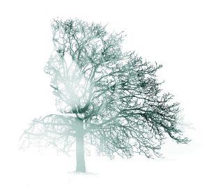 arbre