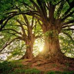 Décris-moi ton arbre - L’Arbre de vie en ÉDI