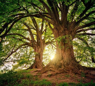 Décris-moi ton arbre - L’Arbre de vie en ÉDI