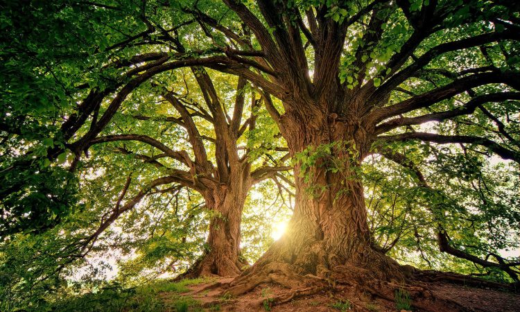 Décris-moi ton arbre - L’Arbre de vie en ÉDI