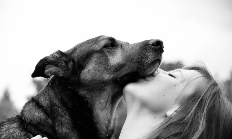 Les motivations à intégrer la zoothérapie dans l’intervention en relation d’aide