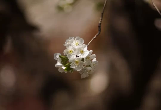 Pour le printemps qui se pointera le nez sous peu, nous vous suggérons ces 4 formations que vous ne voulez pas manquer.