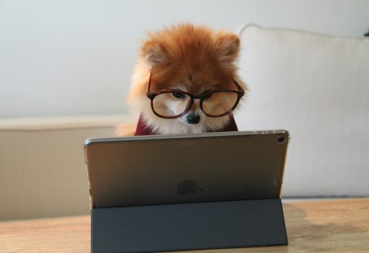 Un chien à l'ordinateur
